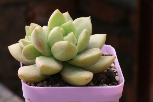 ½â¶Á³¤½±£»¤·¨|½«Îª±£»¤Ä¸Ç׺ÓÌṩÄÄЩ±£ÕÏ