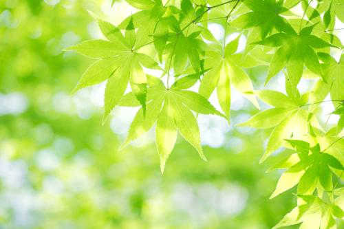 ¡°Ê®ËÄÎ塱Á¸Ê³Äê²úÁ¿È·±£Îȶ¨ÔÚ1.3ÍòÒÚ½ïÒÔÉÏ